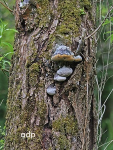 Willow Bracket, Phellinus ignarius, Alan Prowse